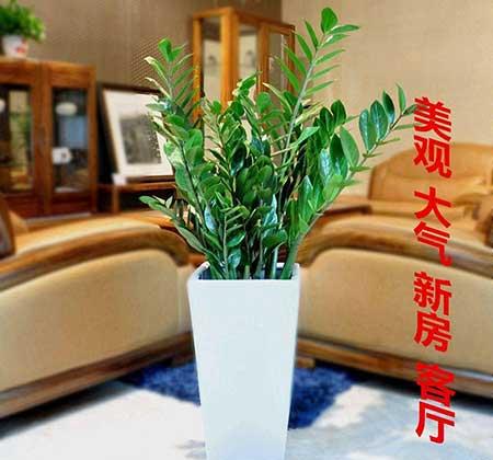 客厅养什么绿植寓意好