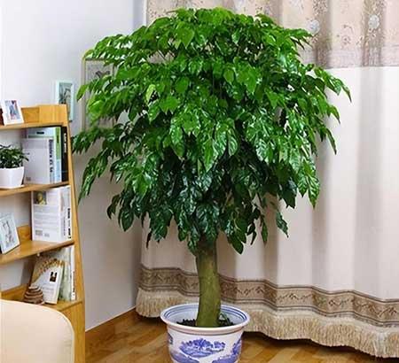 客厅养什么绿植寓意好