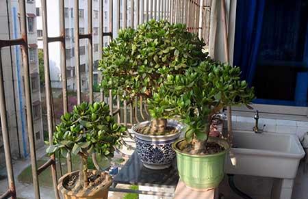 客厅养什么绿植寓意好