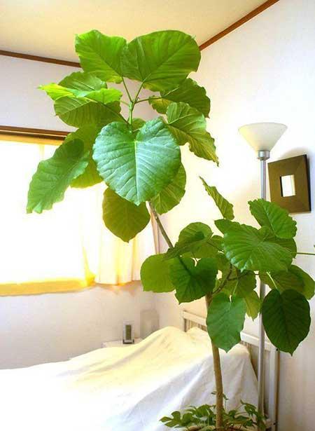 客厅养什么绿植寓意好