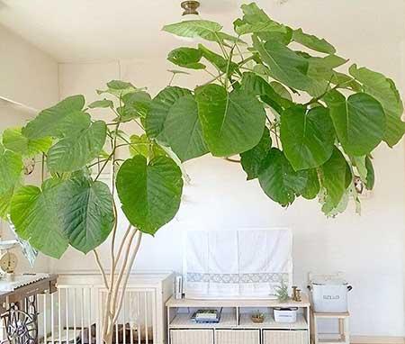 客厅养什么绿植寓意好