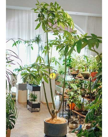 客厅养什么绿植寓意好