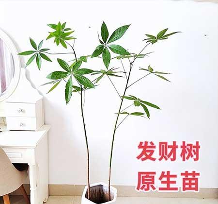 客厅养什么绿植寓意好