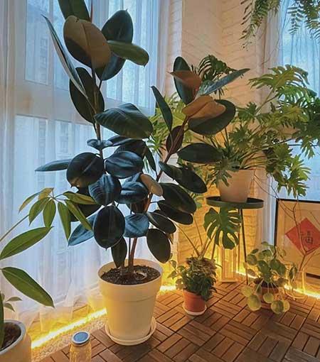 客厅养什么绿植寓意好