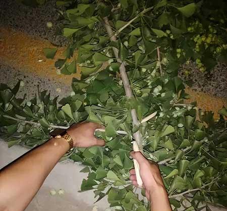 客厅养什么绿植好养