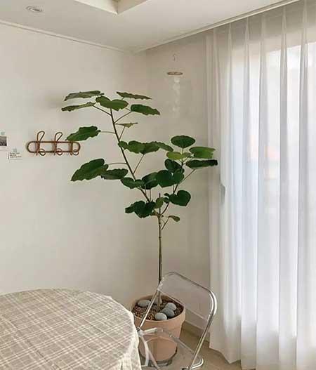客厅养什么绿植好养