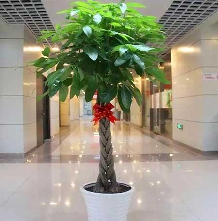 客厅养什么绿植好养