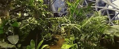 客厅养什么绿植好养