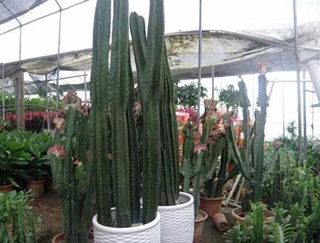 客厅里养龙骨植物好吗
