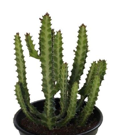 客厅里养龙骨植物好吗