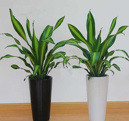 客厅里养龙骨植物好吗