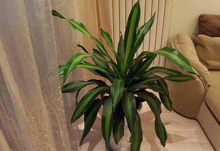 客厅里养龙骨植物好吗