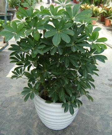 客厅里养龙骨植物好吗