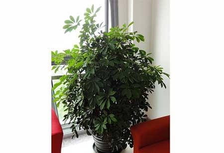 客厅里养龙骨植物好吗