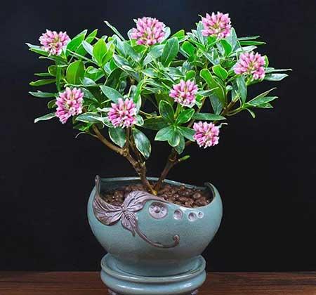 客厅好养活的花