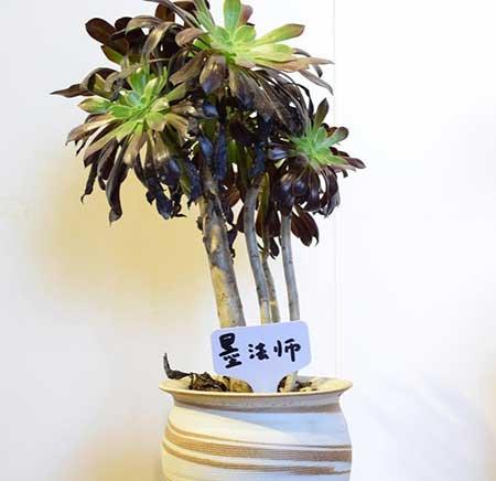 客厅不能养什么花