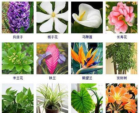 可以在水里面养的植物