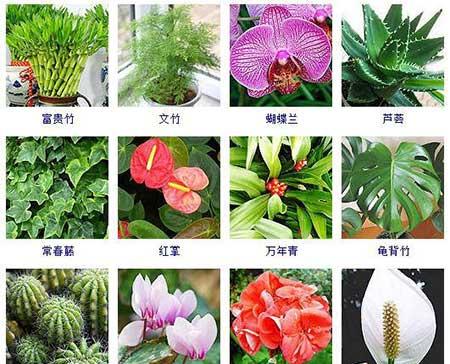 可以在水里面养的植物