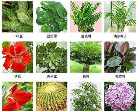 可以在水里面养的植物