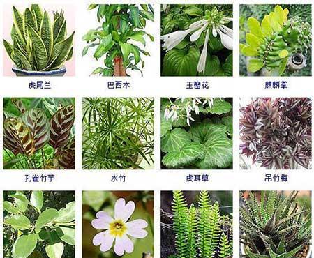 可以在水里面养的植物