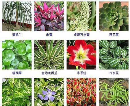 可以在水里面养的植物