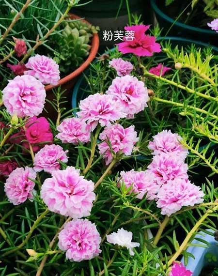 开花的花怎么养
