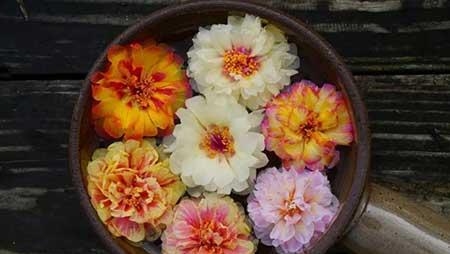 开花的花怎么养
