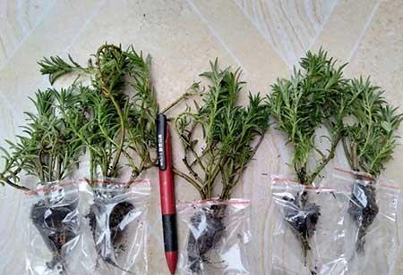 开花的花怎么养