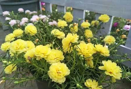开花的花怎么养