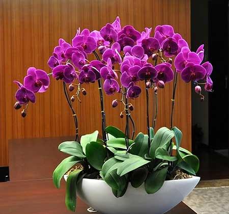 居家适合养的花