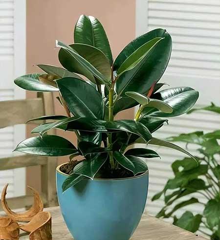 居家适合养的花