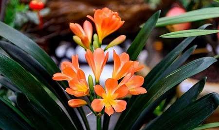 居家适合养的花