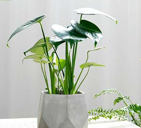 居家适合养的花