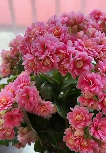 居家适合养的花