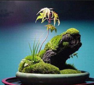 假山养什么植物