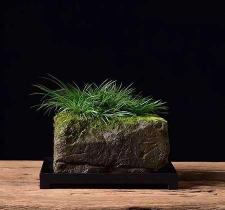假山养什么植物