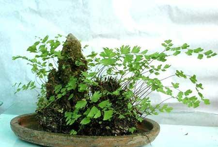 假山养什么植物