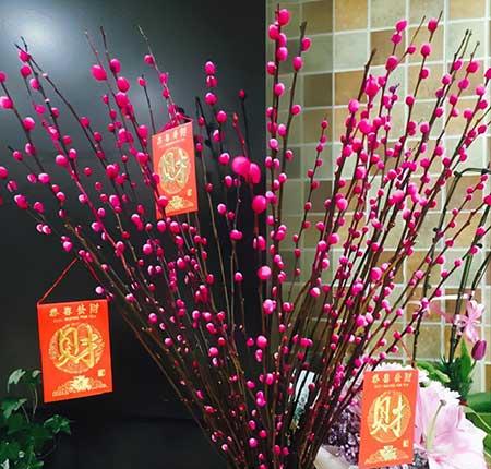 家养水培花卉
