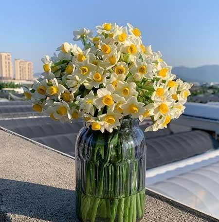家养水培花卉