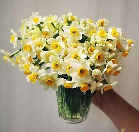 家养水培花卉
