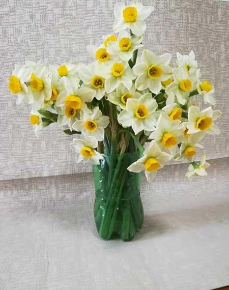 家养水培花卉