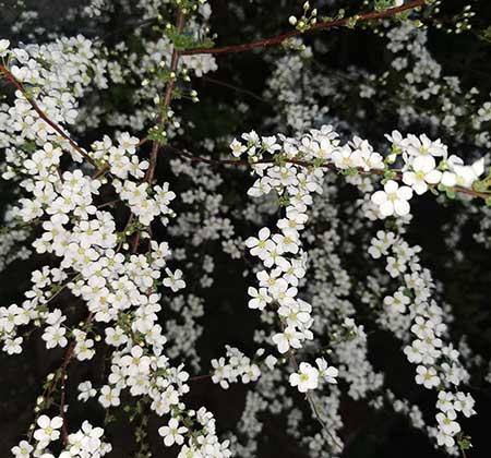 家养水培花卉