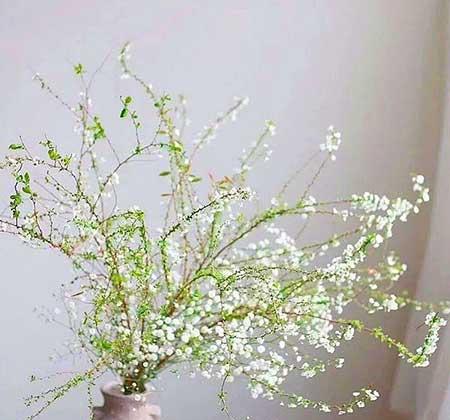家养水培花卉