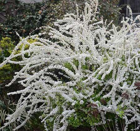 家养水培花卉