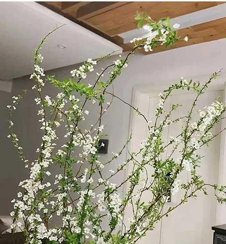 家养水培花卉