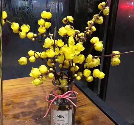 家养水培花卉