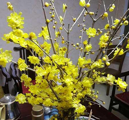 家养水培花卉