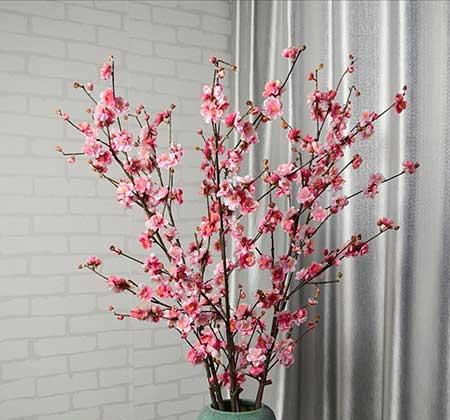 家养水培花卉