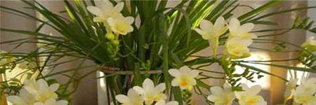 家庭花卉养殖