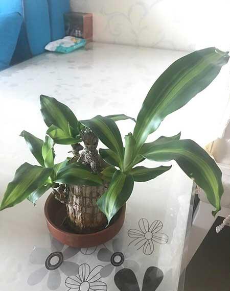 家里有宝宝适合养什么绿植